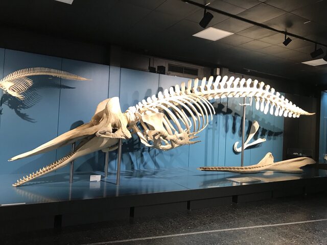 museum showcase with the skeleton of a large underwater creature