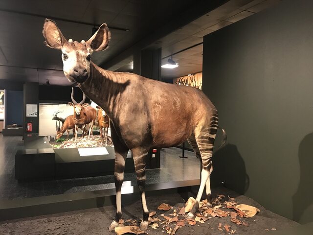 Museum exhibit stuffed okapi in full growth