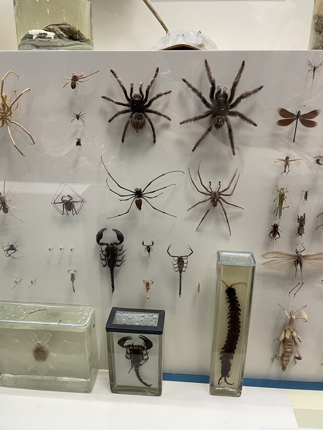 Museum exhibits of various spiders, beetles and other insects