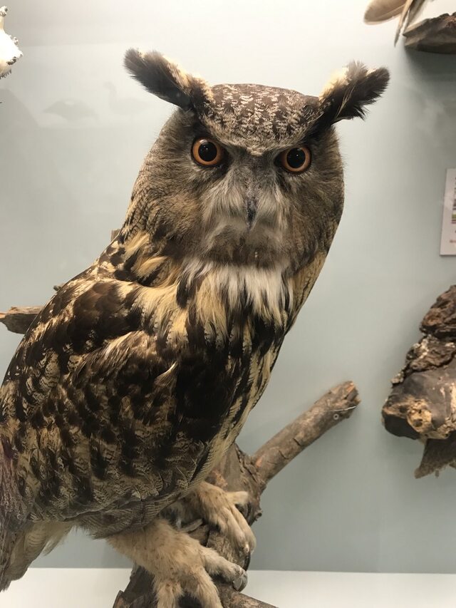 Museum exhibit stuffed owl in natural size