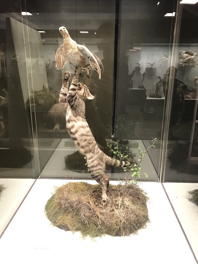 Museum exhibit stuffed wild cat jumping for a bird