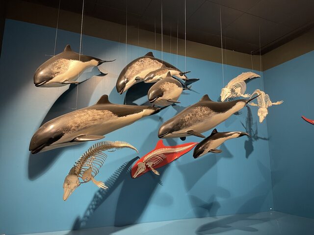 Museum exhibit stuffed dolphins of various species