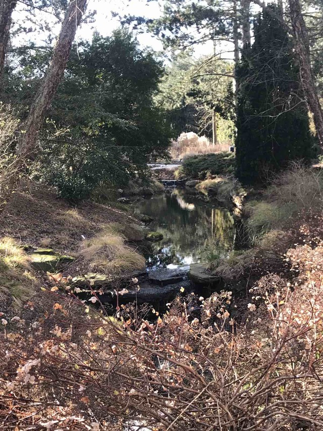 A small stream along the banks of which trees grow