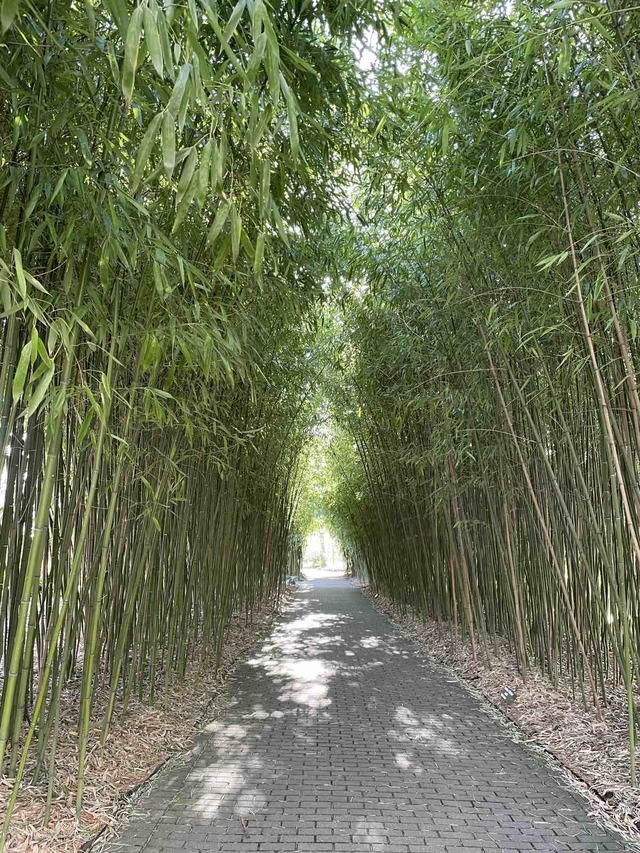 Path on both sides surrounded by thickets of tall bamboo