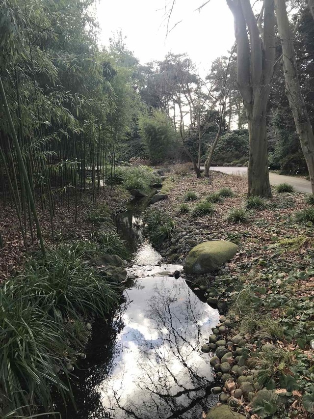 Small stream with trees on the bank