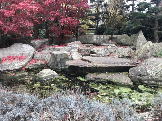 Japanese garden with blooming trees, large stones and a small pond