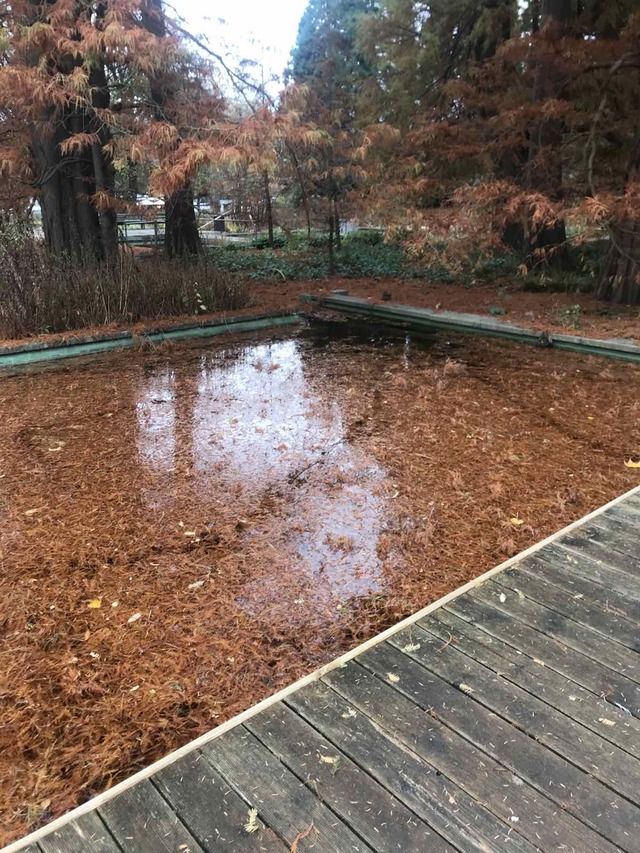 A small pond of orange color from fallen orange foliage and needles