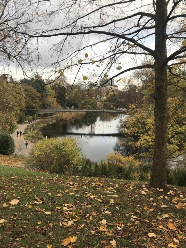 Park lake with a bare tree in the foreground