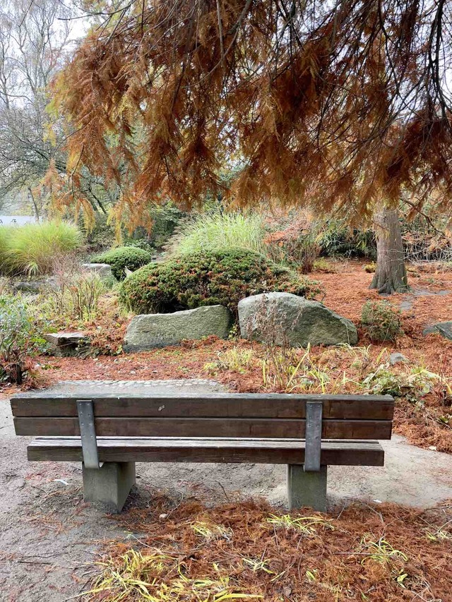 Empty park bench under a tree with orange needles