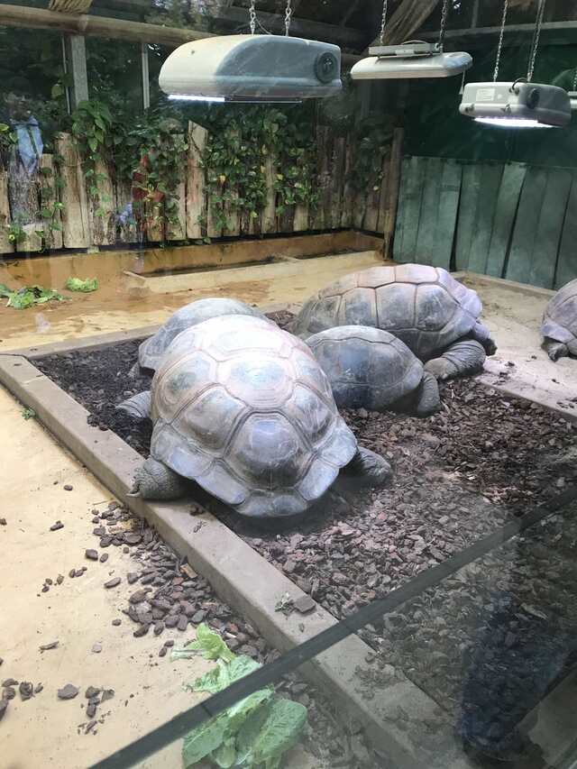 Giant turtles in a cage