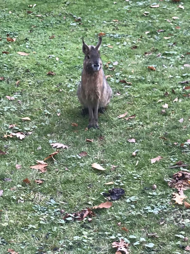 Patagonian hare sits on a green lawn