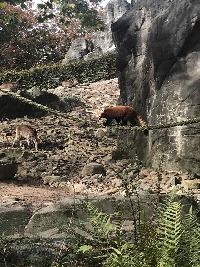 Red panda walks a tightrope