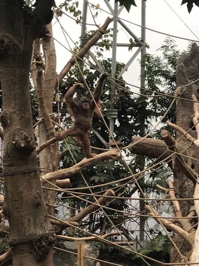 Orangutan on a tree